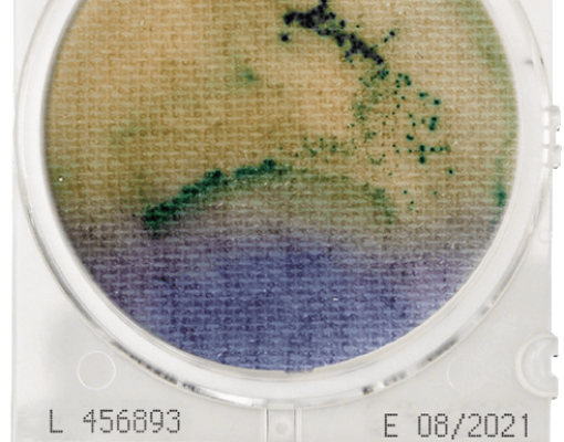 Đĩa CompactDry SL Salmonella – Shimadzu