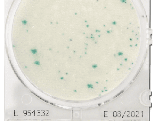 Đĩa CompactDry VP Vibrio Parahaemolyticus – Shimadzu